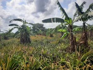 Shamba LA Nanasi Ekari 15 Linauzwa Bagamoyo