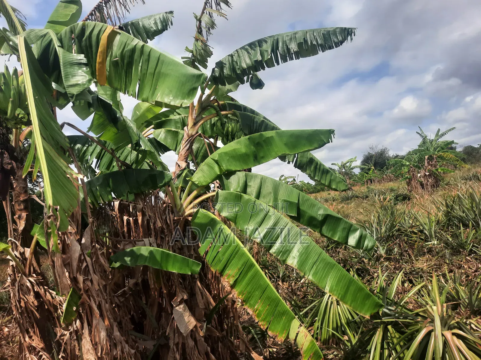 Shamba LA Nanasi Ekari 15 Linauzwa Bagamoyo