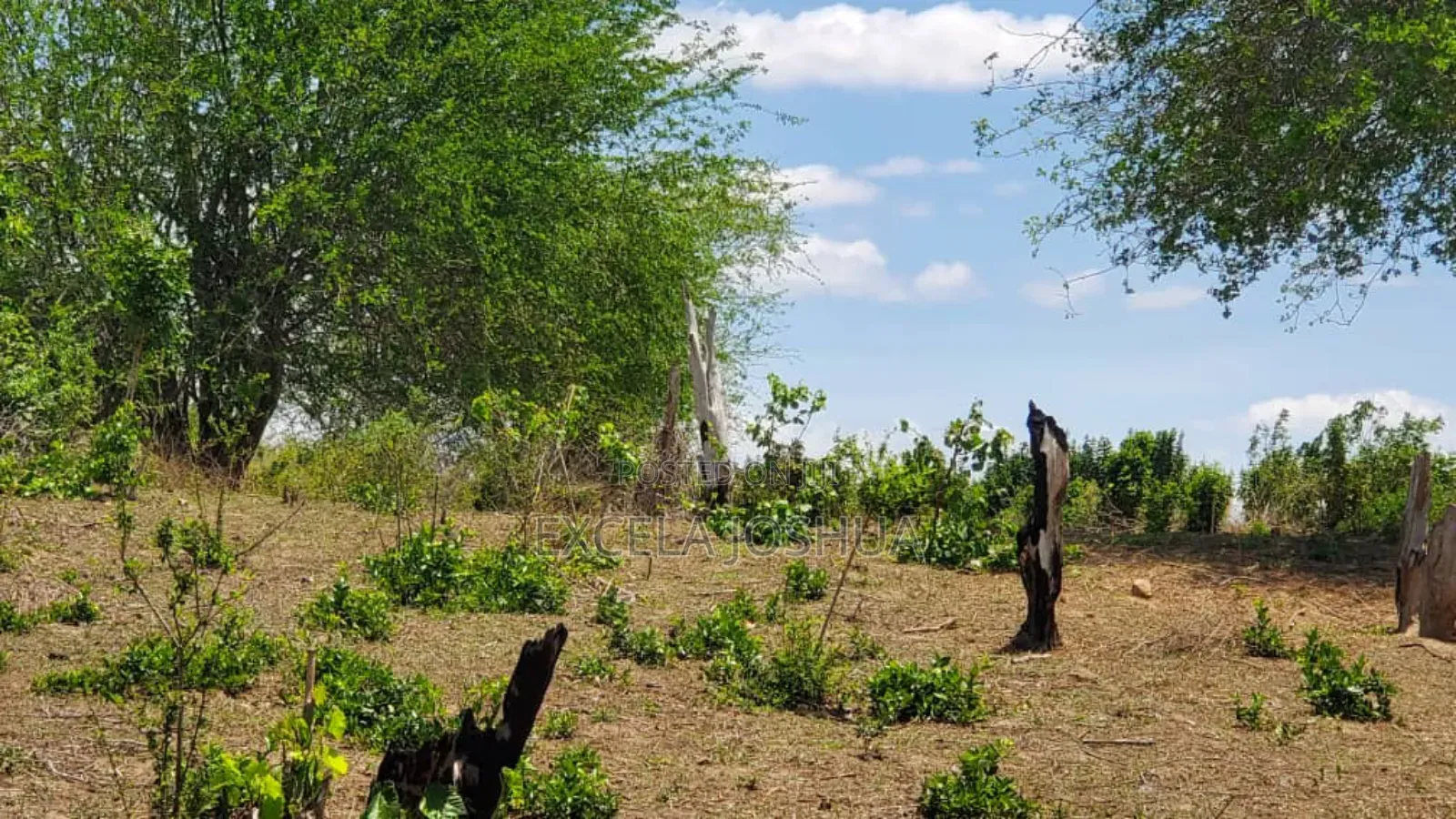 Shamba Linauzwa Kiwangwa Bagamoyo