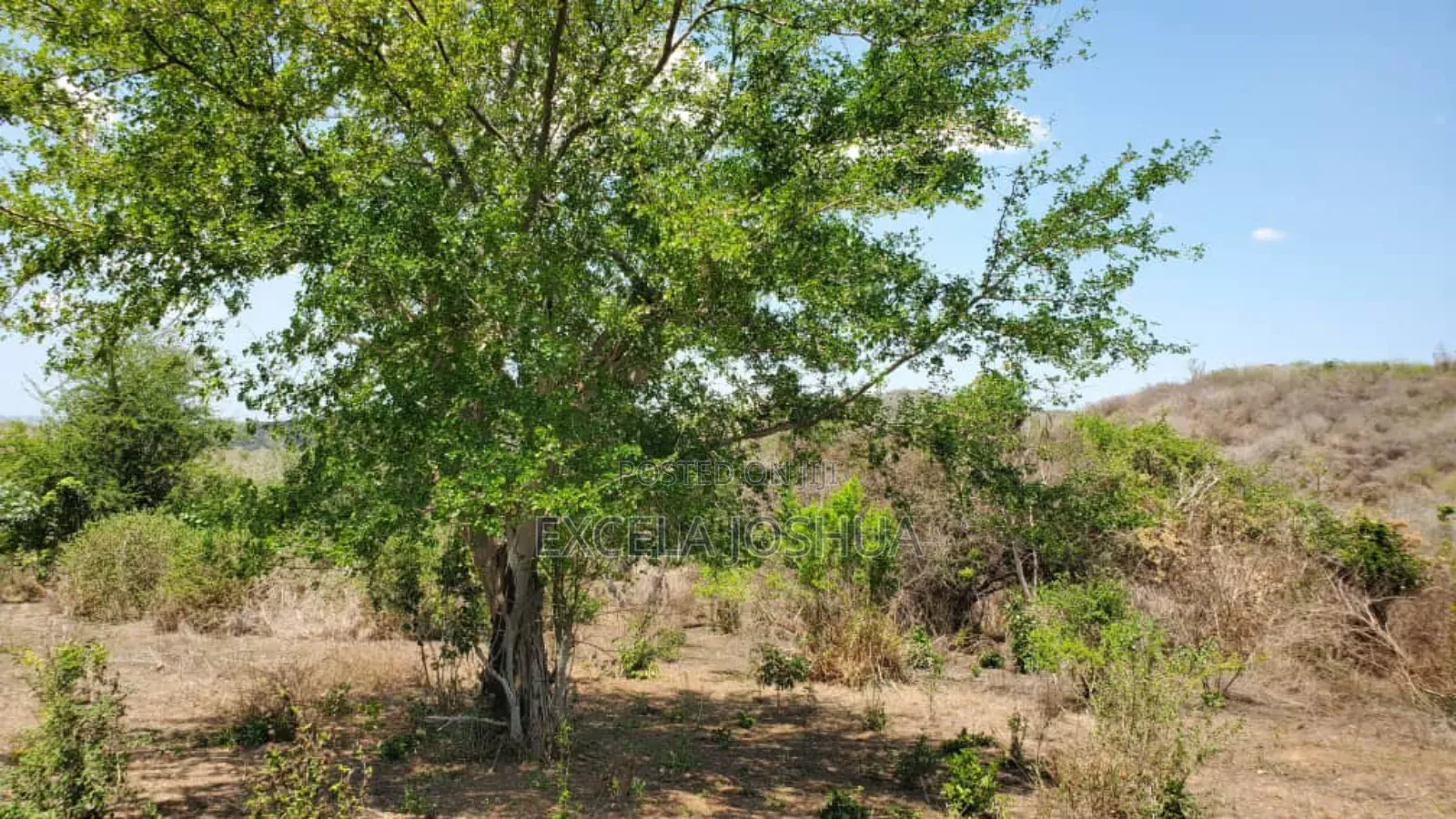 Shamba Linauzwa Kiwangwa Bagamoyo