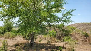 Shamba Linauzwa Kiwangwa Bagamoyo