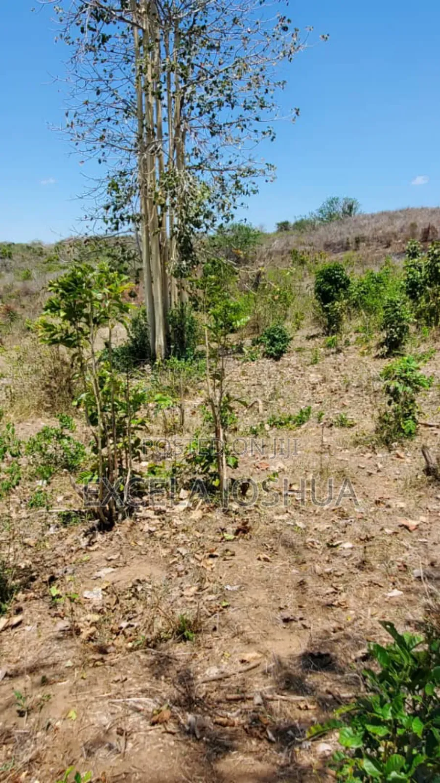 Shamba Linauzwa Kiwangwa Bagamoyo