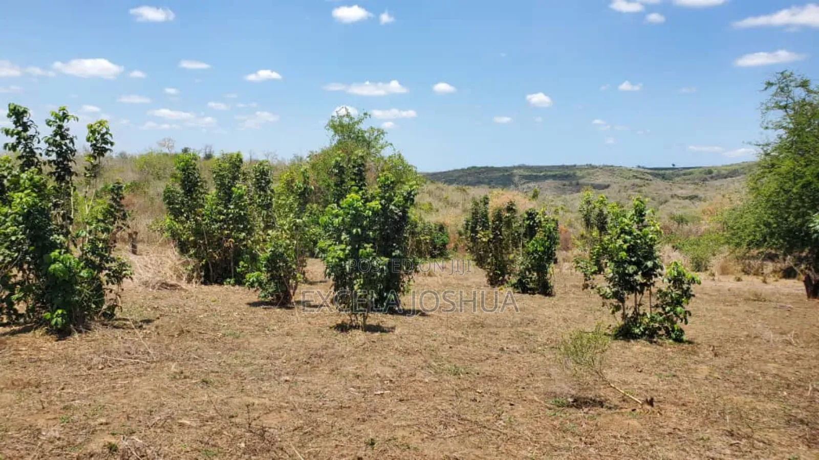Shamba Linauzwa Kiwangwa Bagamoyo
