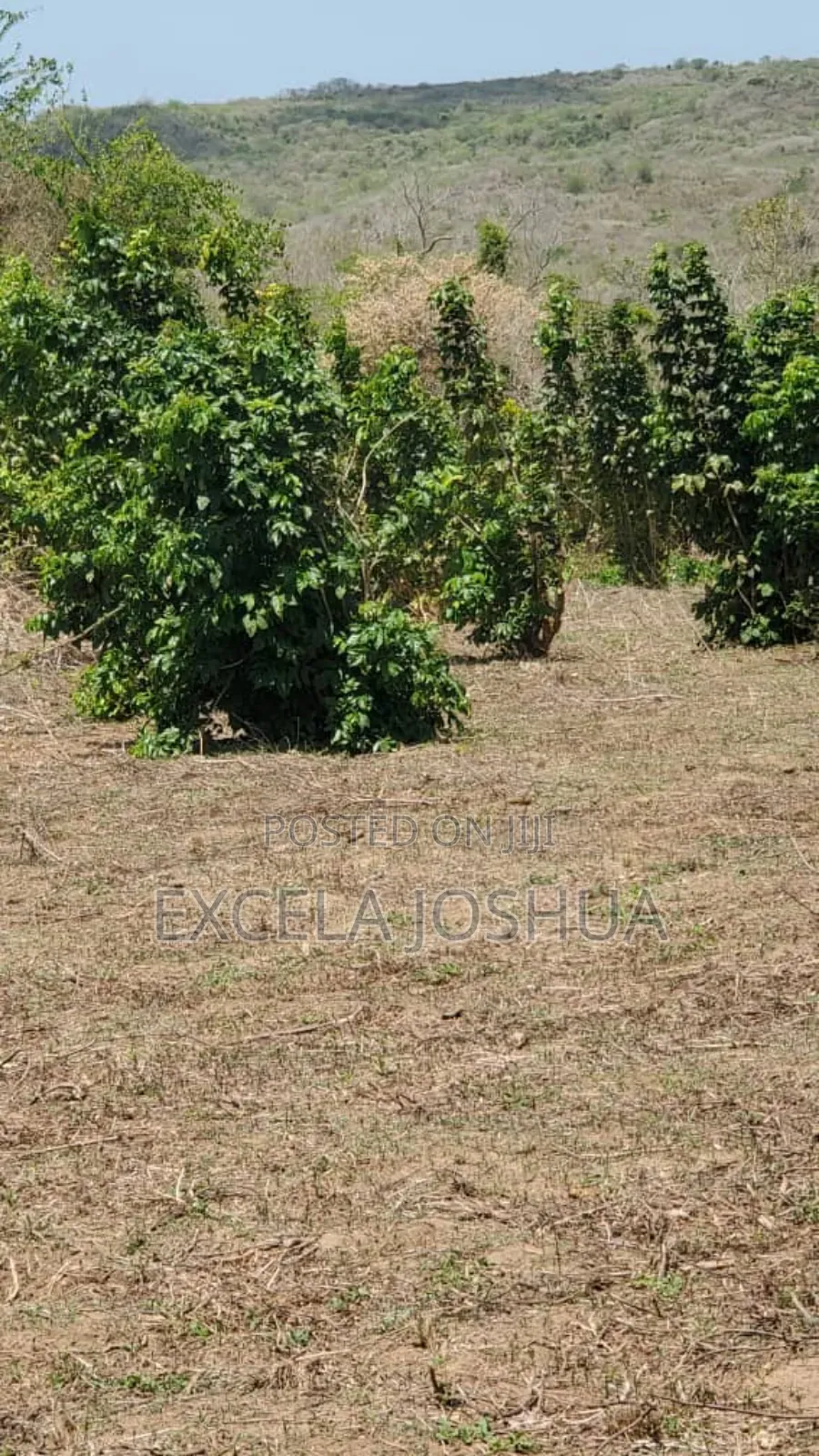 Shamba Linauzwa Kiwangwa Bagamoyo