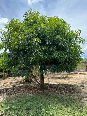Shamba Lenye Ukubwa Wa Heka 1 Na Nusu Linauzwa Lipo Bagamoyo