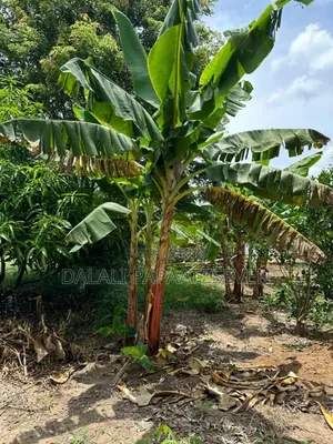 Shamba Lenye Ukubwa Wa Heka 1 Na Nusu Linauzwa Lipo Bagamoyo