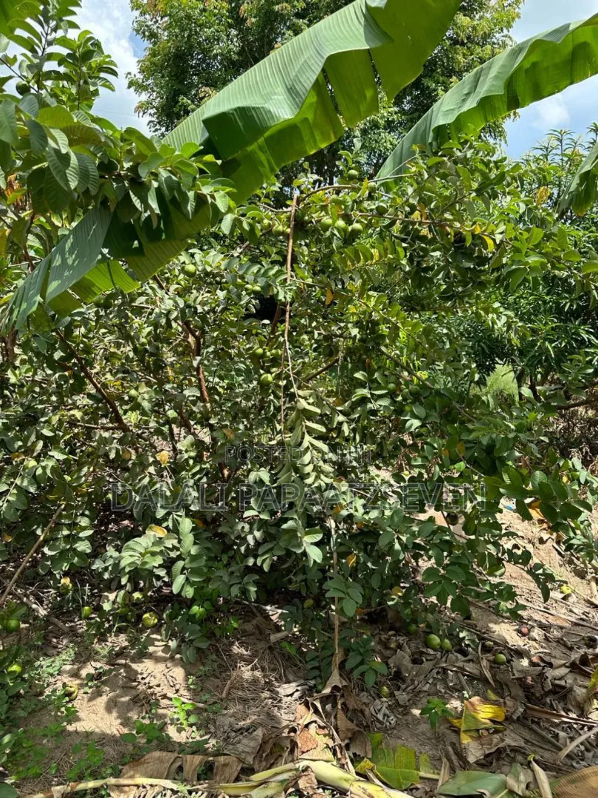Shamba Lenye Ukubwa Wa Heka 1 Na Nusu Linauzwa Lipo Bagamoyo