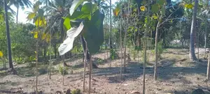 Industrial Plot Mbagala Rangi 3