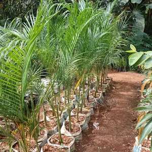 Royal Palm