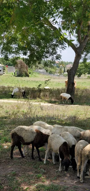 Madale_ Viwanja Jirani Na Wazo Kiwandani