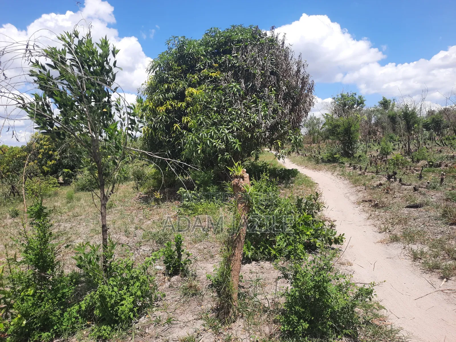 Shamba La Ekari 3 Linauzwa Kiwangwa Msinune