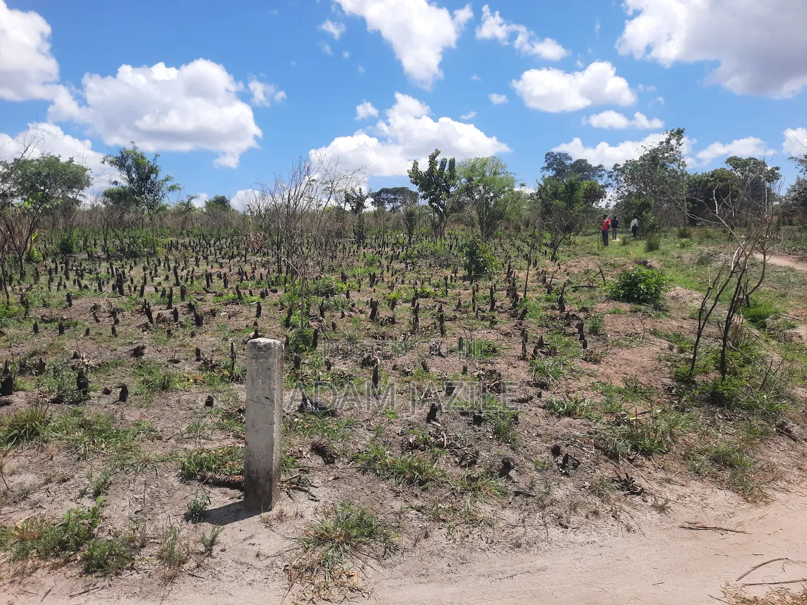 Shamba La Ekari 3 Linauzwa Kiwangwa Msinune