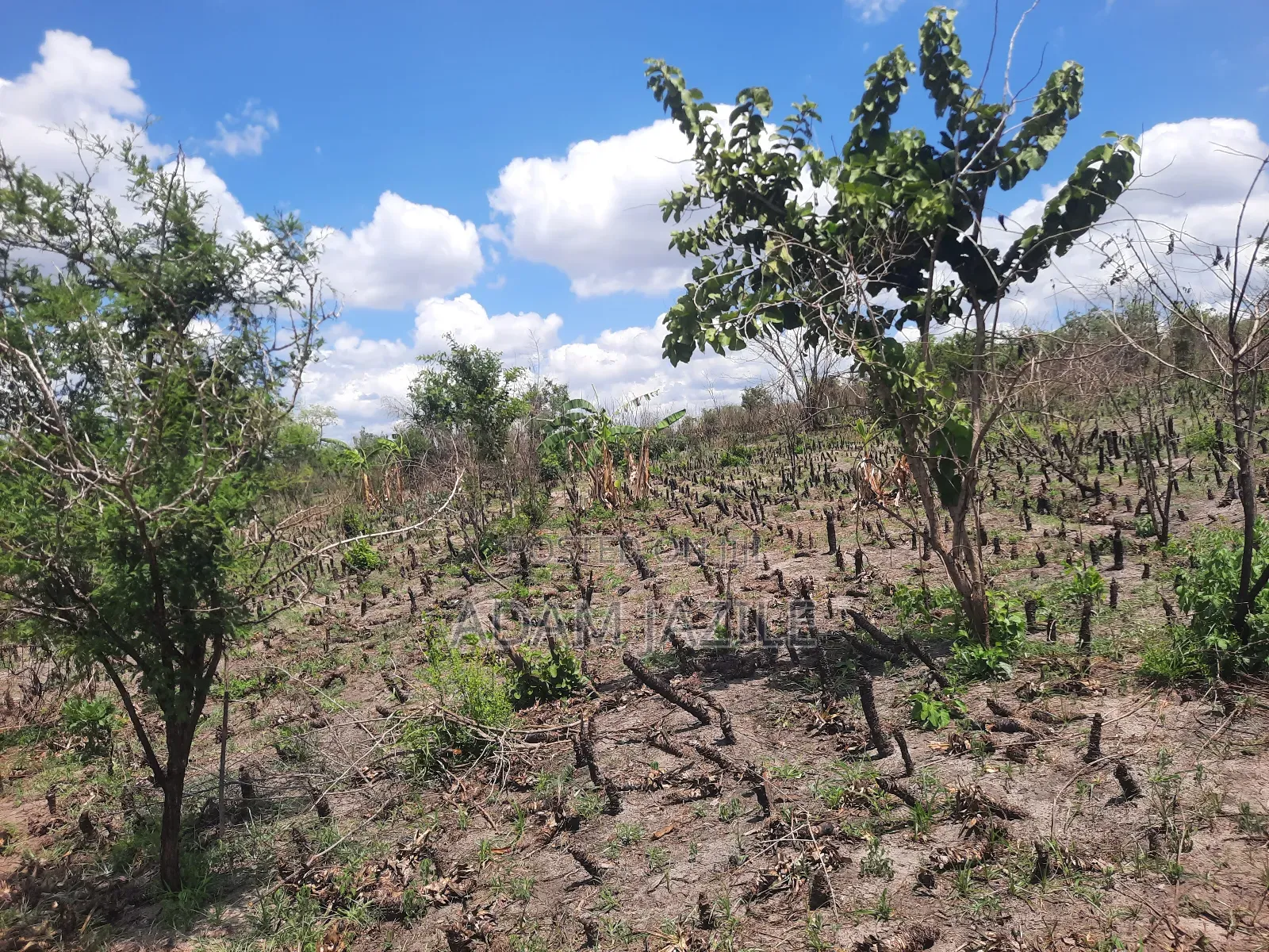 Shamba La Ekari 3 Linauzwa Kiwangwa Msinune