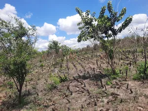 Shamba La Ekari 3 Linauzwa Kiwangwa Msinune
