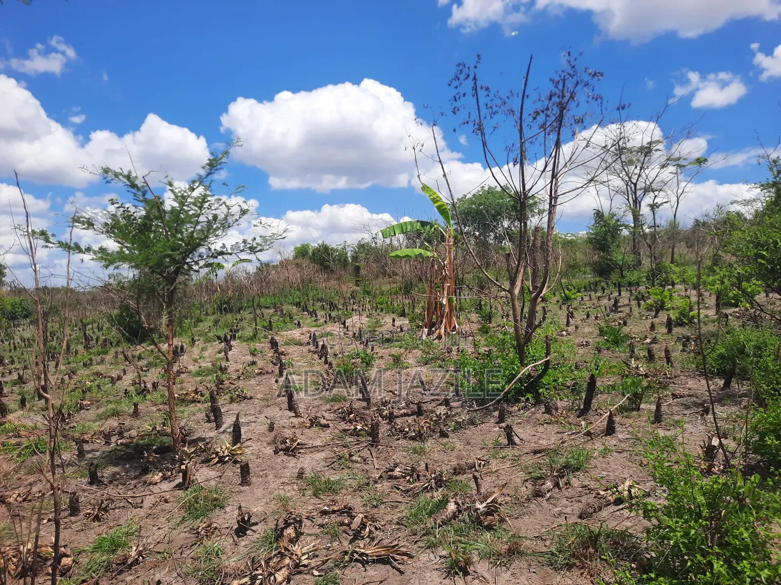 Shamba La Ekari 3 Linauzwa Kiwangwa Msinune