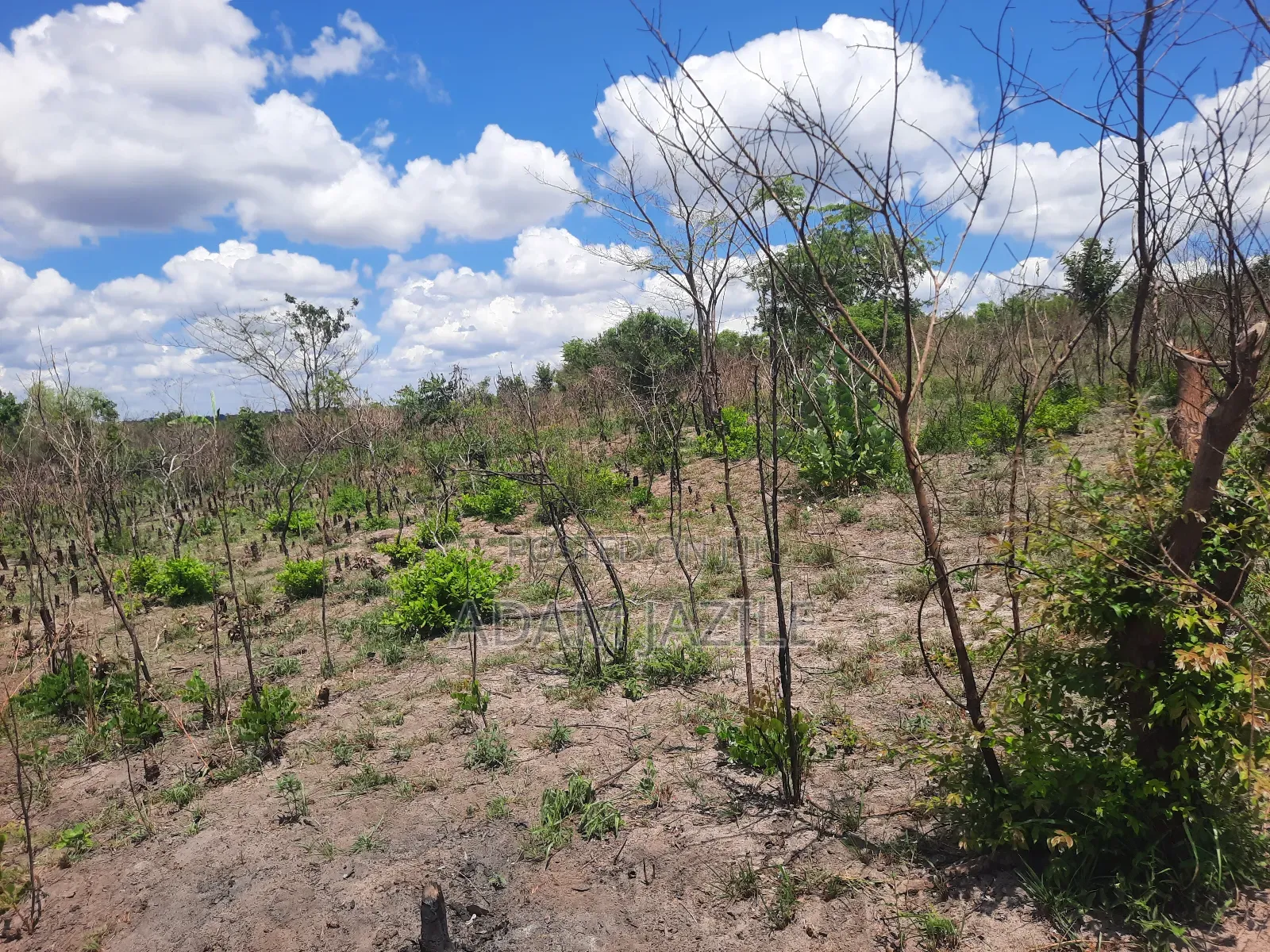 Shamba La Ekari 3 Linauzwa Kiwangwa Msinune