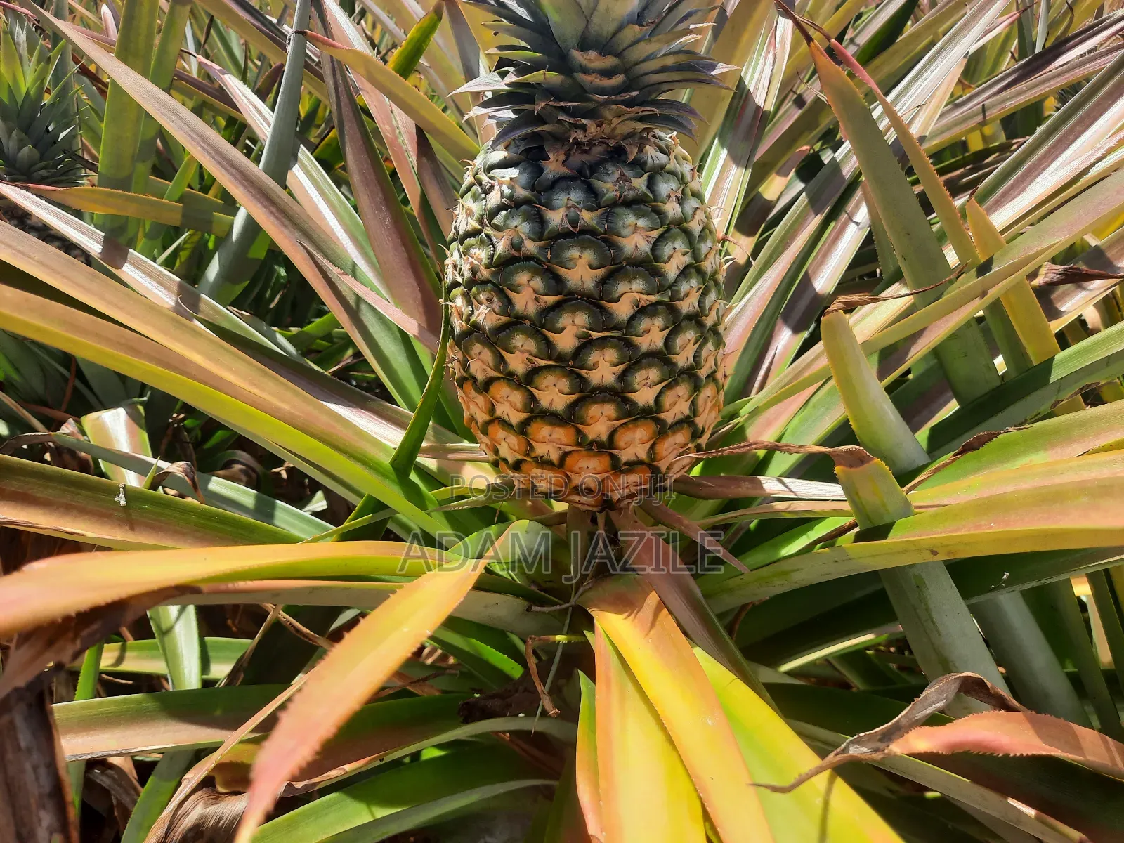 Shamba LA Nanasi Linauzwa Kiwangwa Bagamoyo