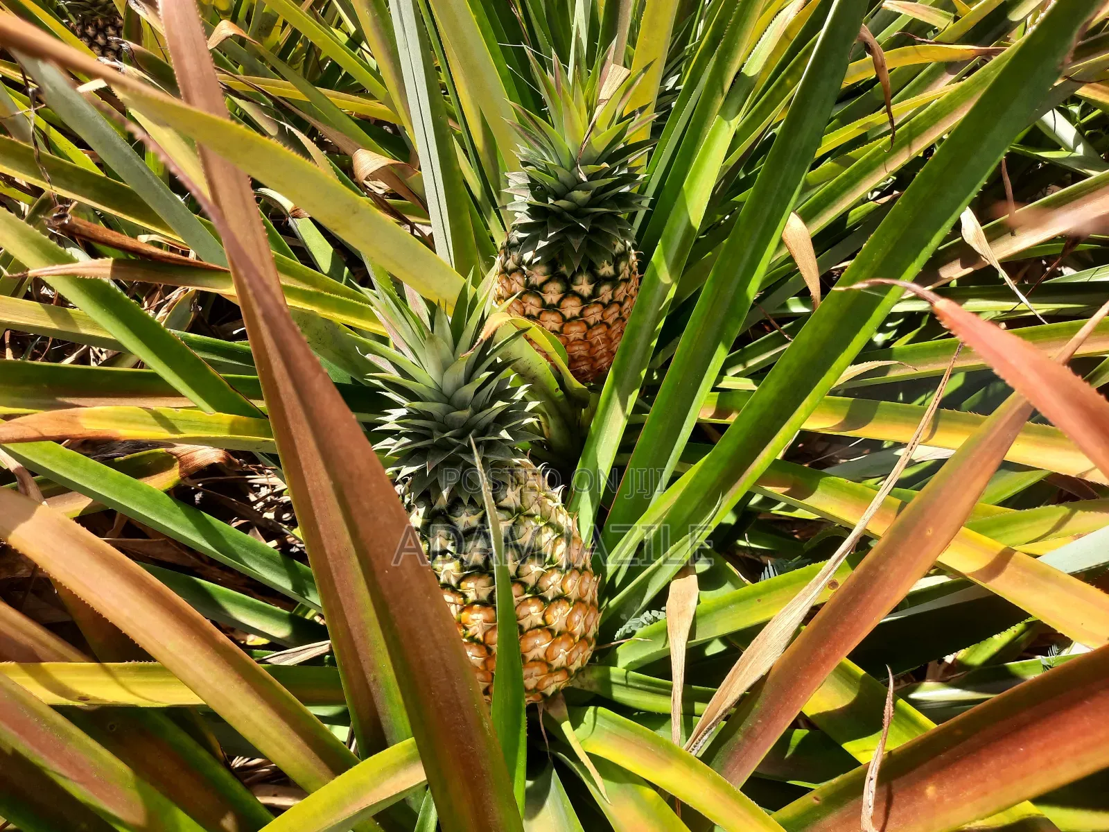 Shamba LA Nanasi Linauzwa Kiwangwa Bagamoyo