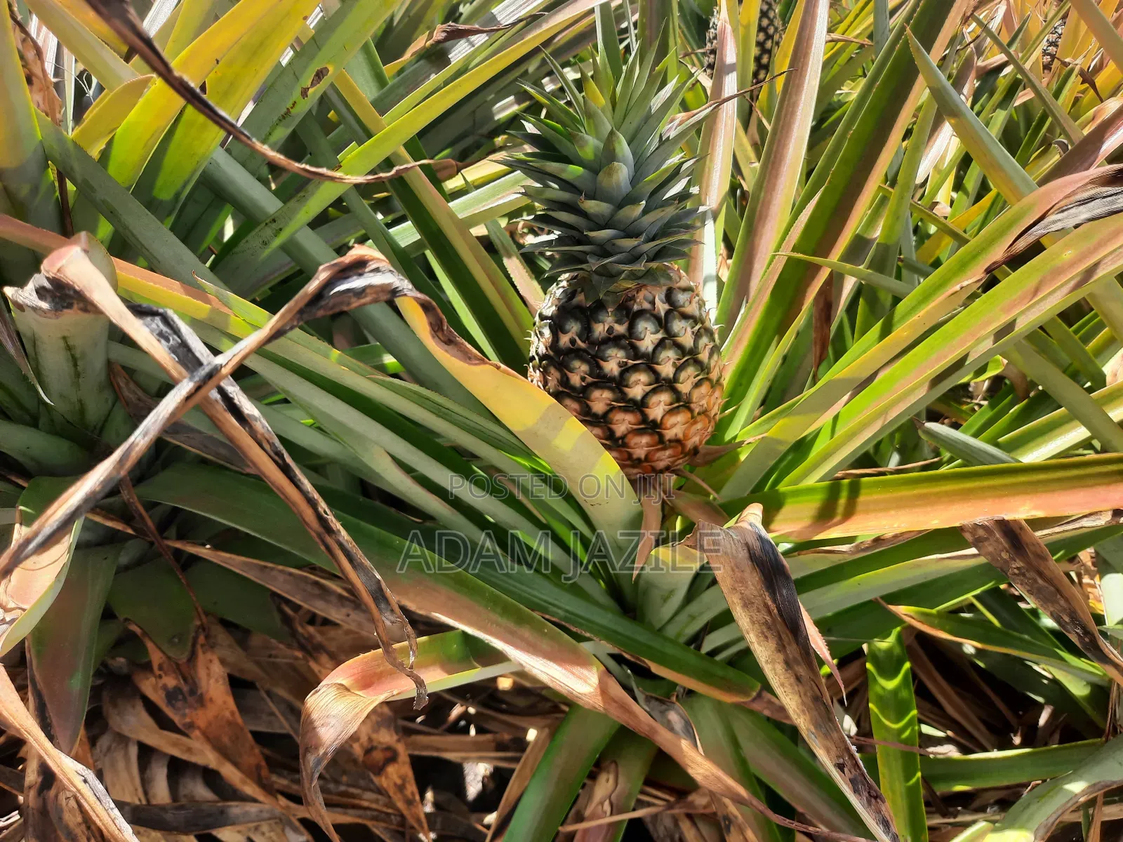 Shamba LA Nanasi Linauzwa Kiwangwa Bagamoyo