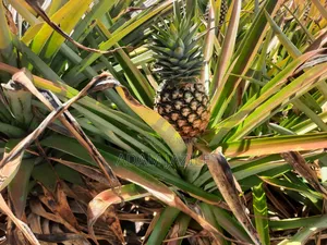 Shamba LA Nanasi Linauzwa Kiwangwa Bagamoyo