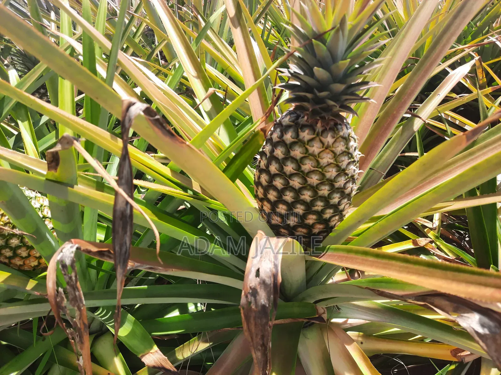 Shamba LA Nanasi Linauzwa Kiwangwa Bagamoyo