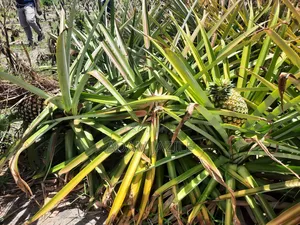 Shamba LA Nanasi Linauzwa Kiwangwa Bagamoyo