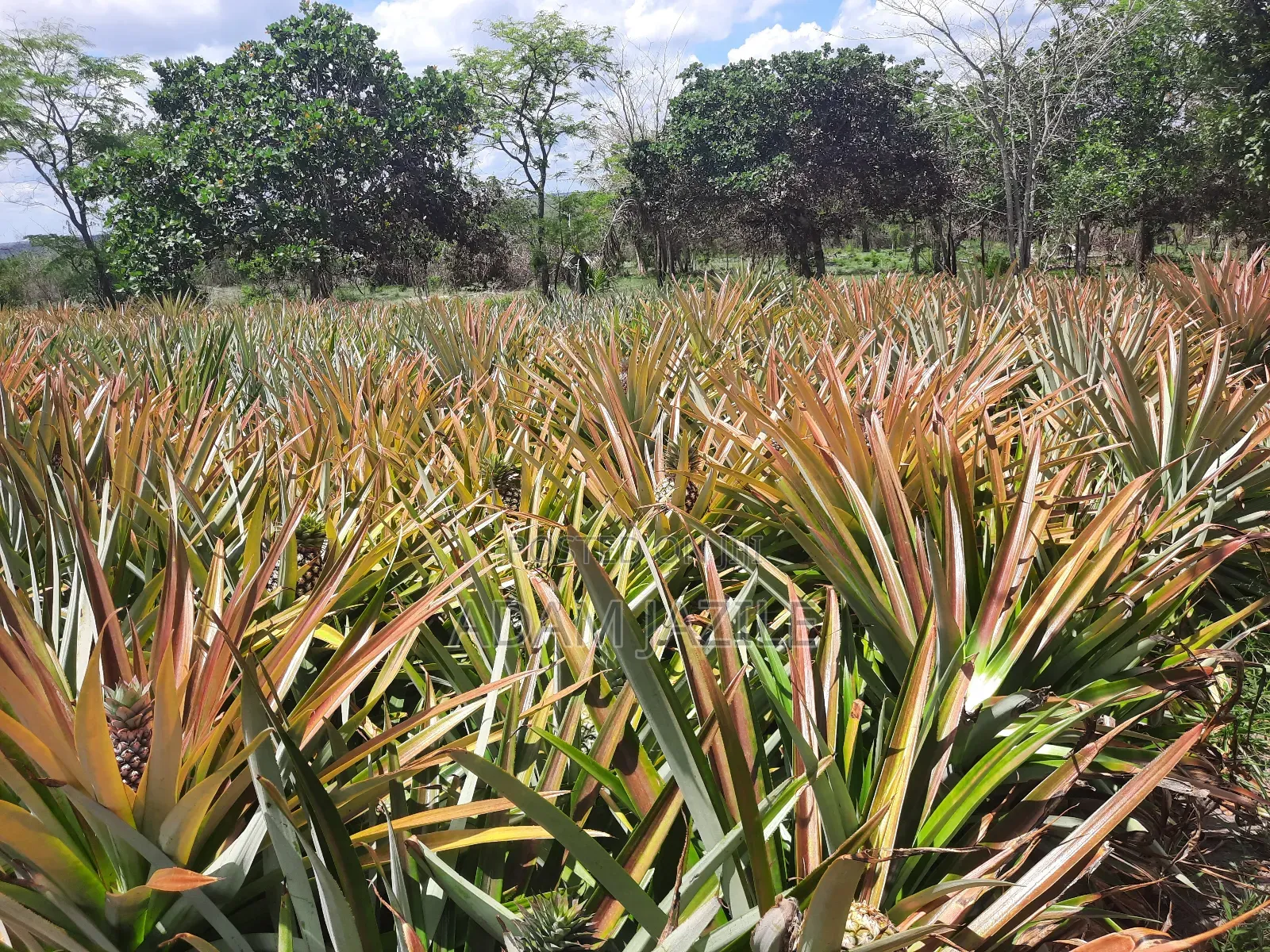 Shamba LA Nanasi Linauzwa Kiwangwa Bagamoyo
