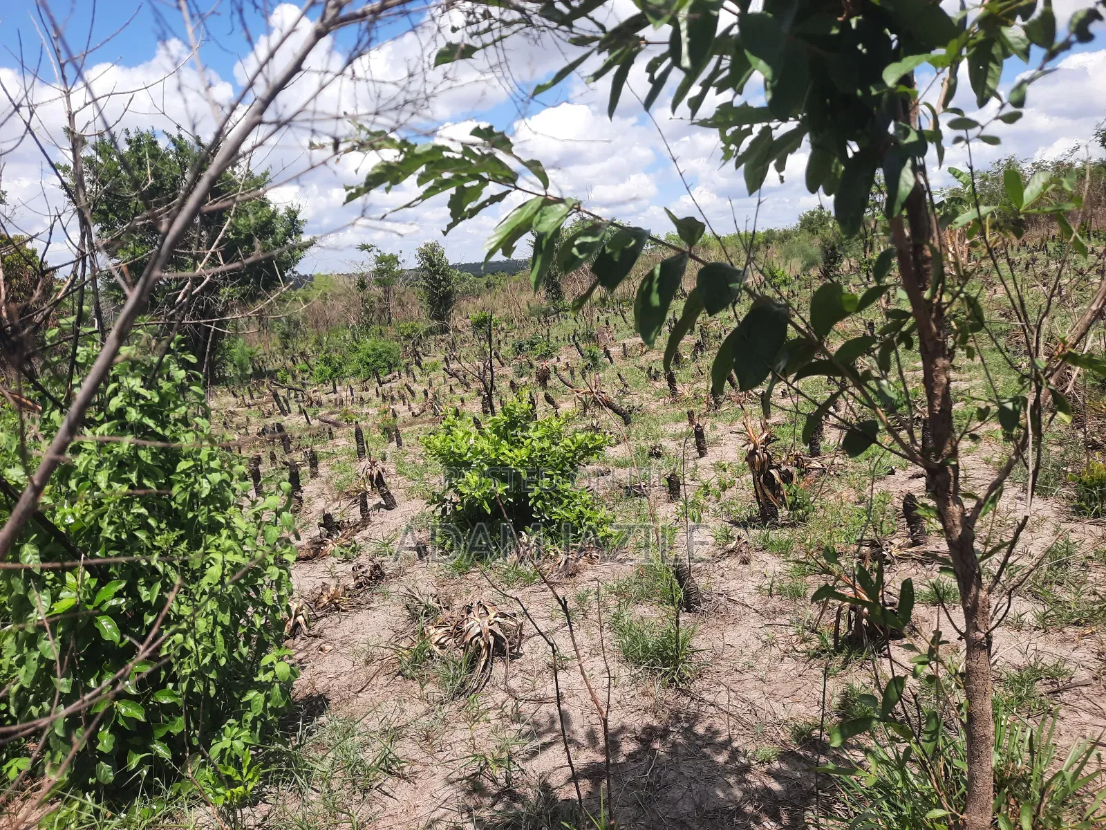Shamba LA Nanasi Linauzwa Kiwangwa Bagamoyo