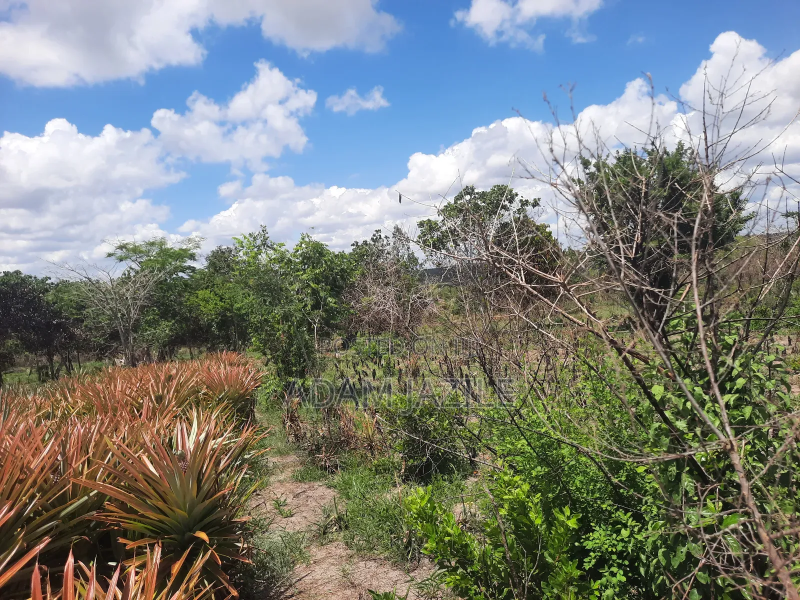 Shamba LA Nanasi Linauzwa Kiwangwa Bagamoyo