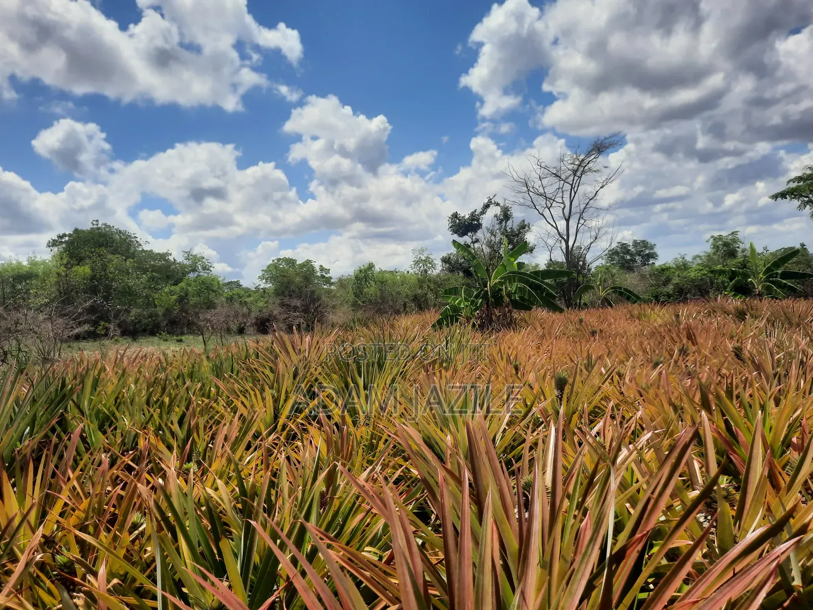 Shamba LA Nanasi Linauzwa Kiwangwa Bagamoyo