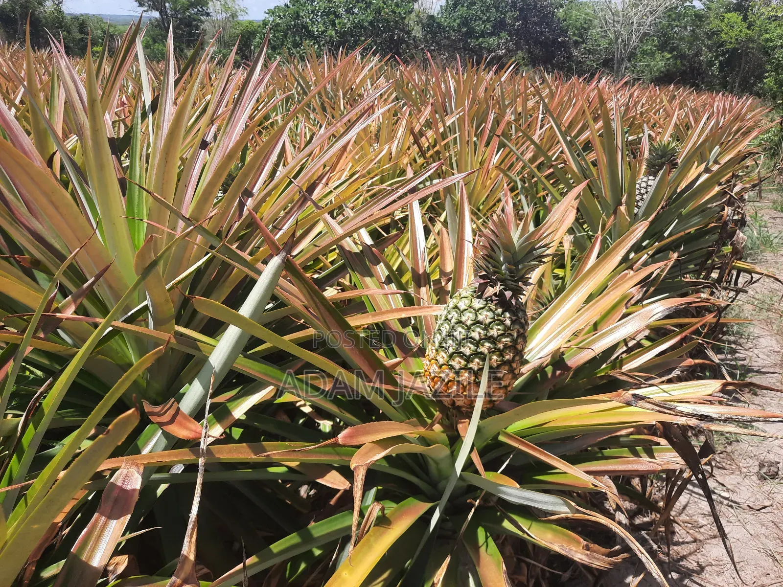 Shamba LA Nanasi Linauzwa Kiwangwa Bagamoyo