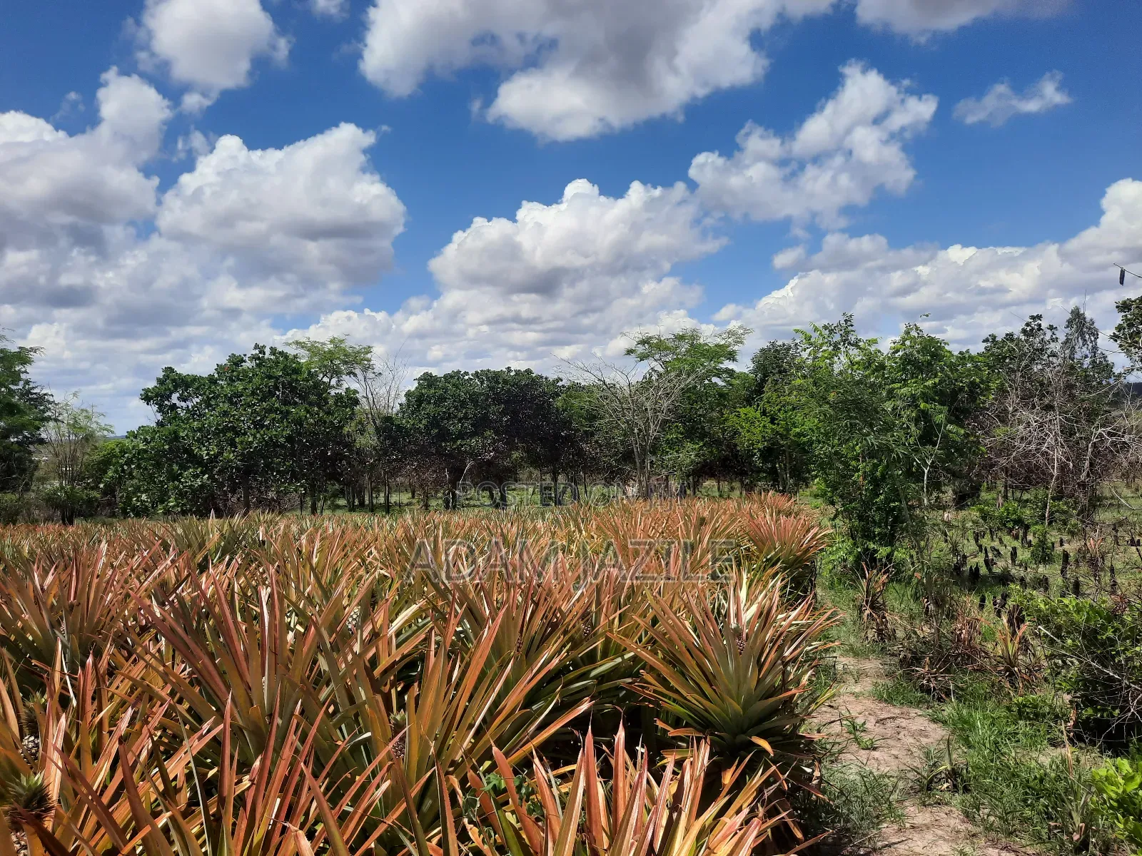Shamba LA Nanasi Linauzwa Kiwangwa Bagamoyo