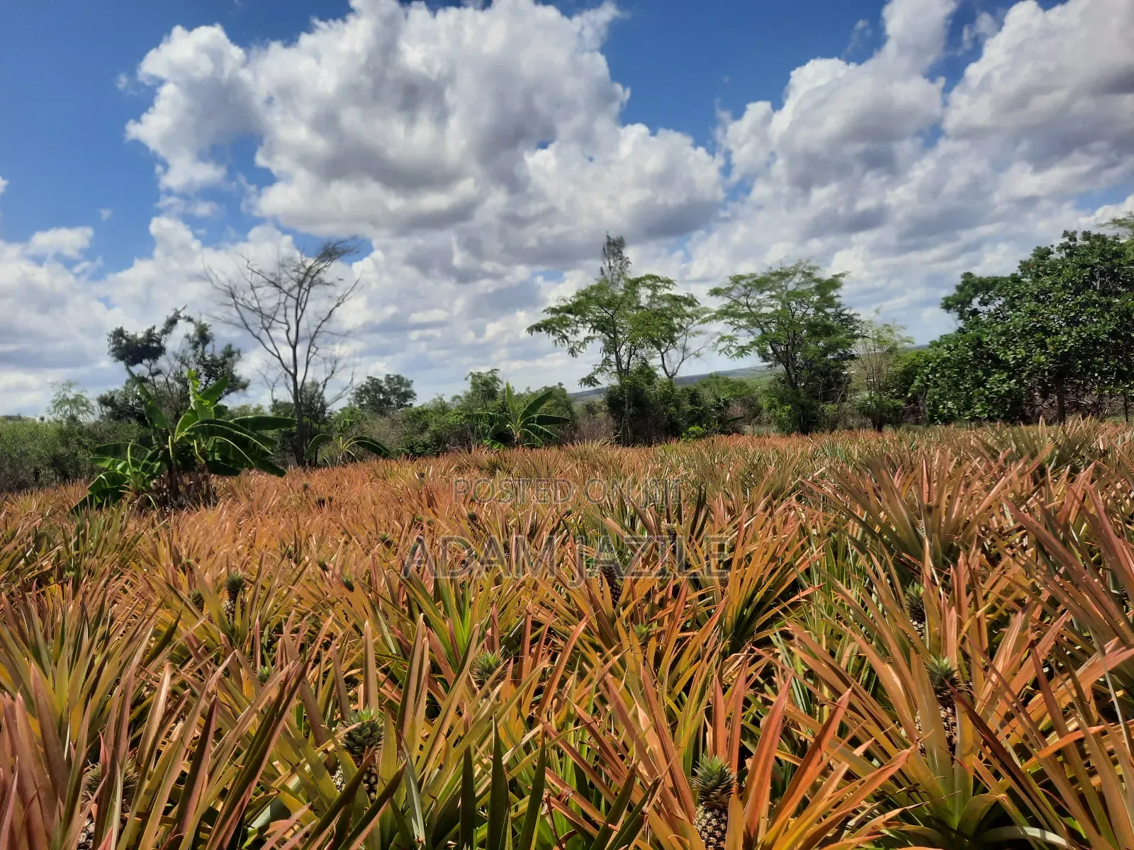 Shamba LA Nanasi Linauzwa Kiwangwa Bagamoyo