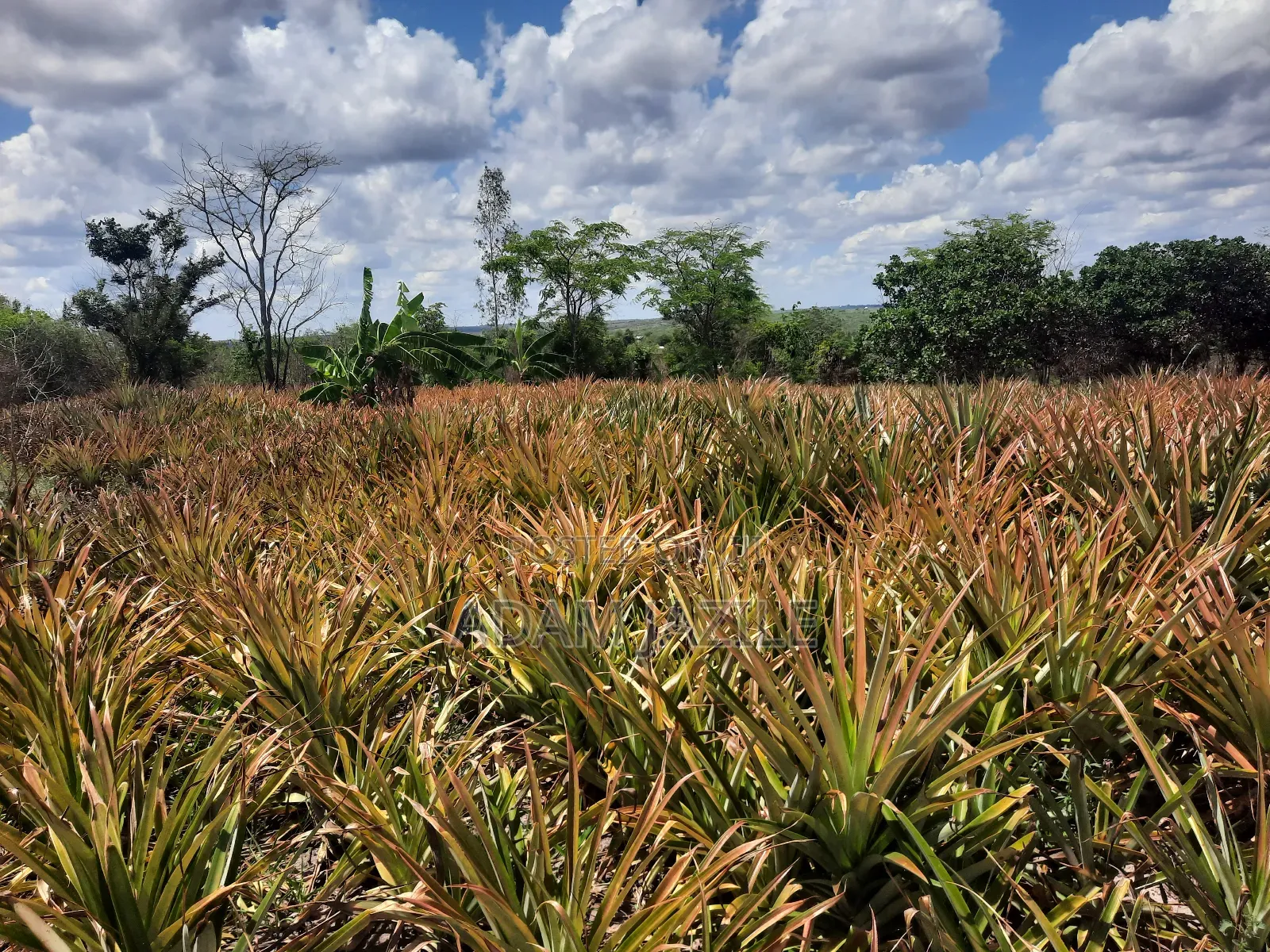 Shamba LA Nanasi Linauzwa Kiwangwa Bagamoyo