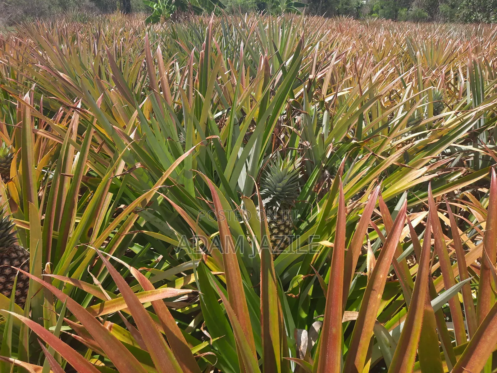 Shamba LA Nanasi Linauzwa Kiwangwa Bagamoyo