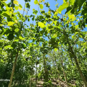 Plot for Sale at Salasala Kinzudi