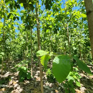 Plot for Sale at Salasala Kinzudi