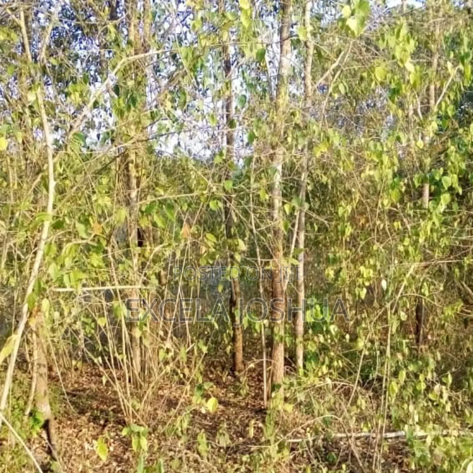 Shamba Ekari 50 Linauzwa Mbwewe Bagamoyo