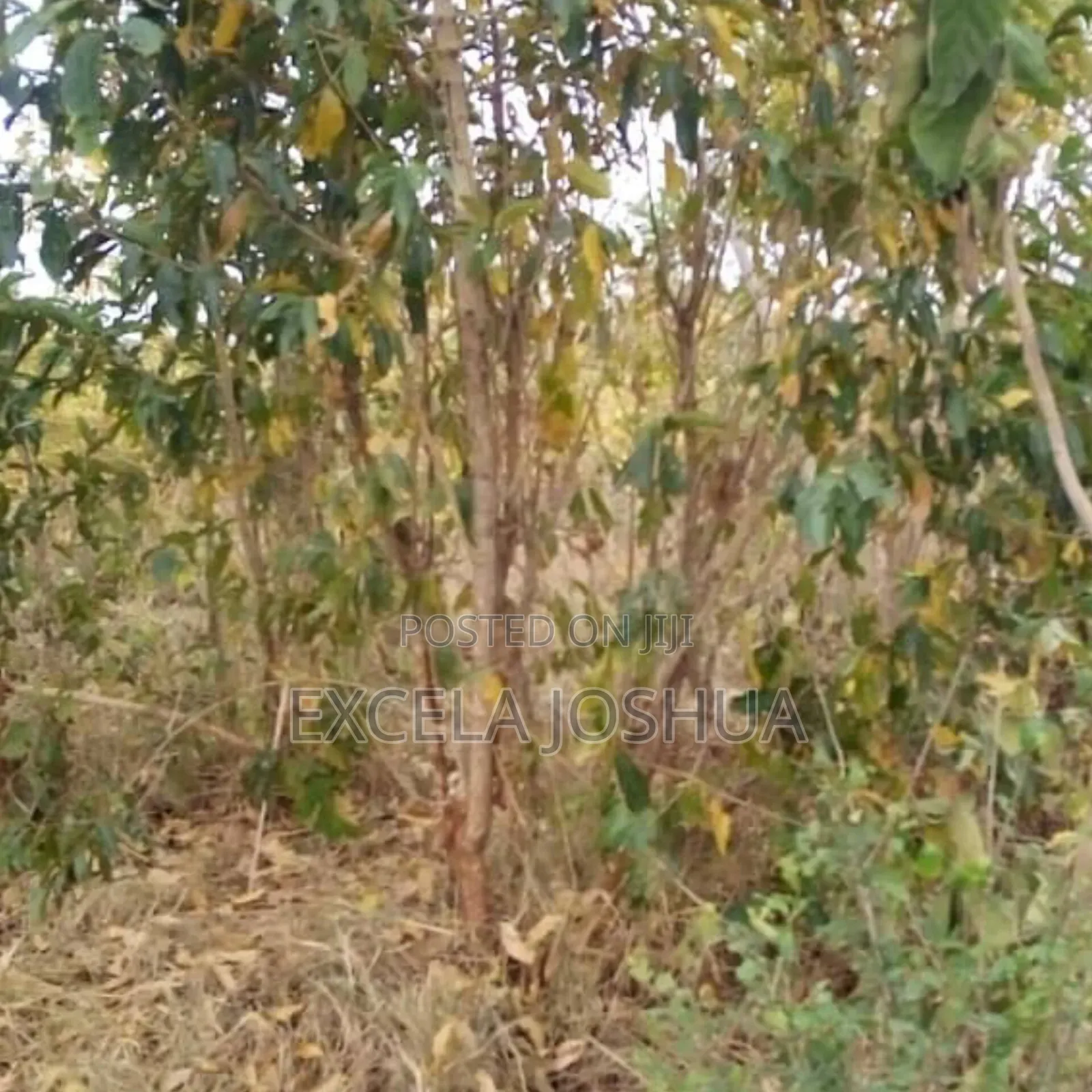 Shamba Ekari 50 Linauzwa Mbwewe Bagamoyo