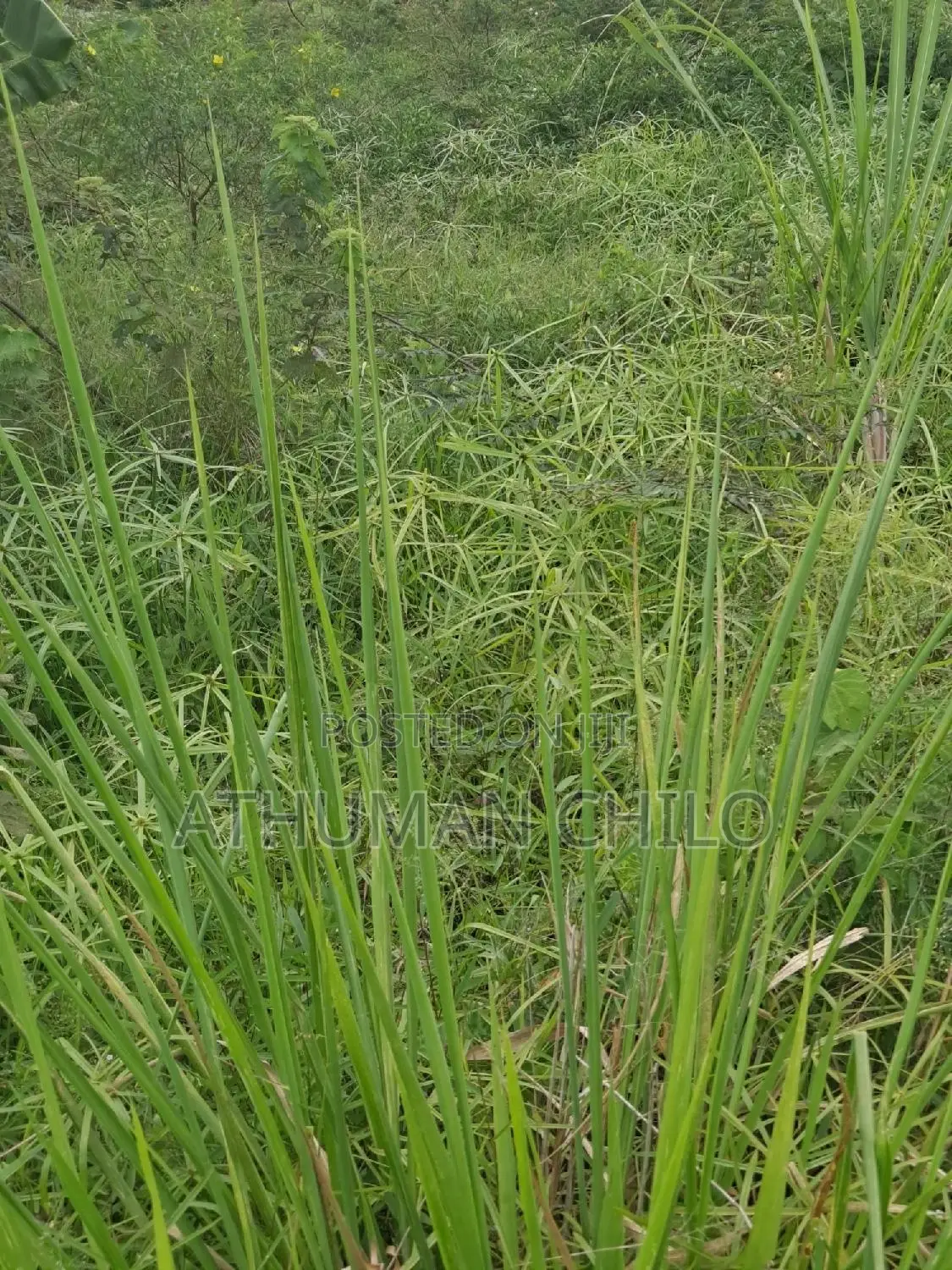 Eneo Linauzwa Lipo Kiwangwa Bagamoyo Pwani