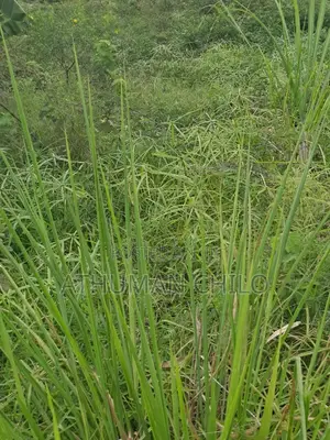 Eneo Linauzwa Lipo Kiwangwa Bagamoyo Pwani