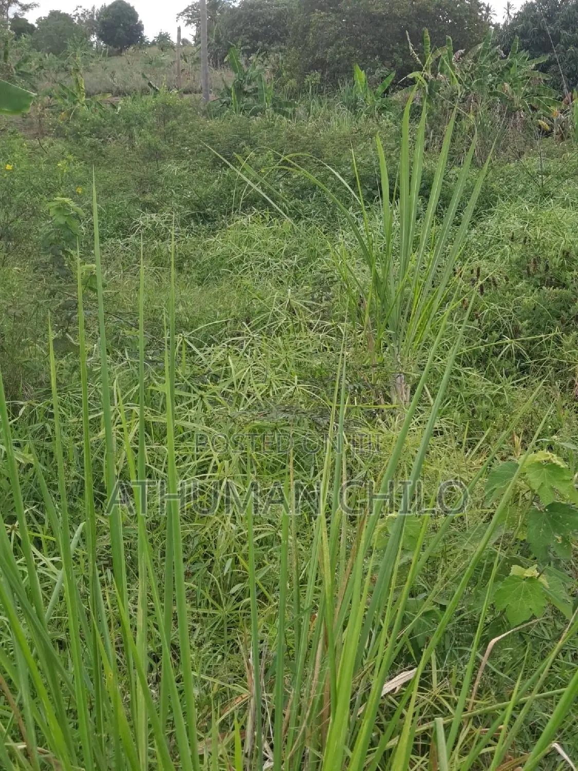 Eneo Linauzwa Lipo Kiwangwa Bagamoyo Pwani