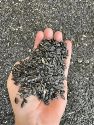 Sunflower Seeds
