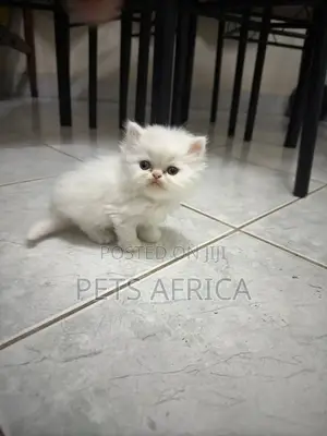 1-3 months Female Purebred Persian
