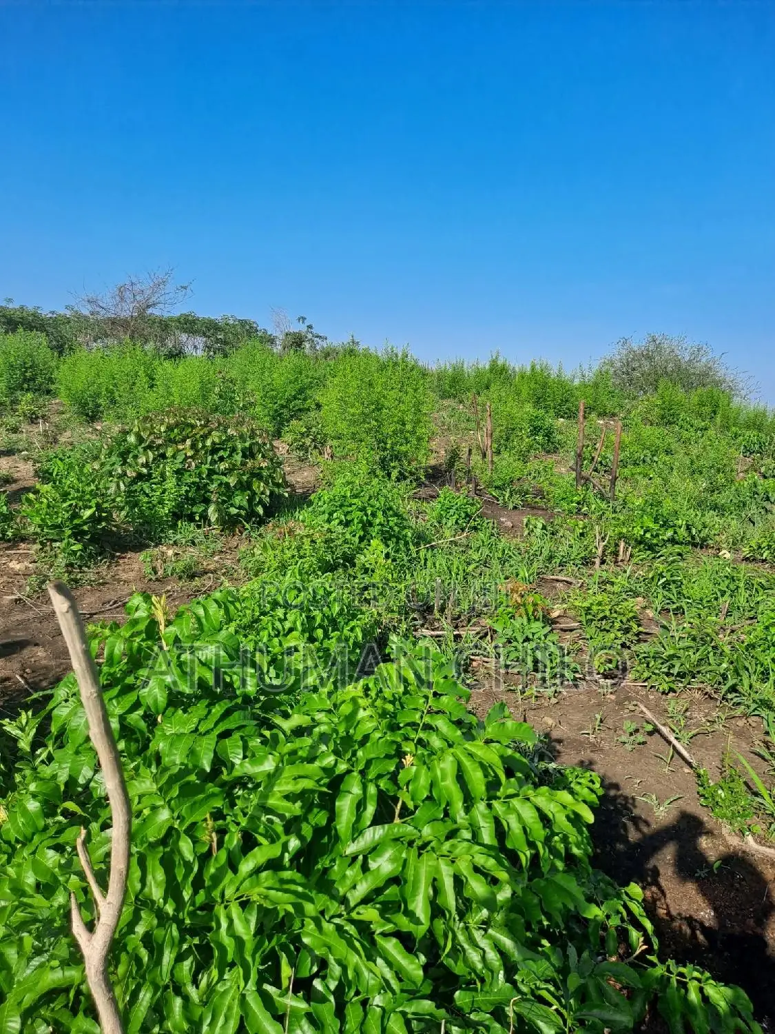Shamba Linauzwa Kiwangwa Bagamoyo