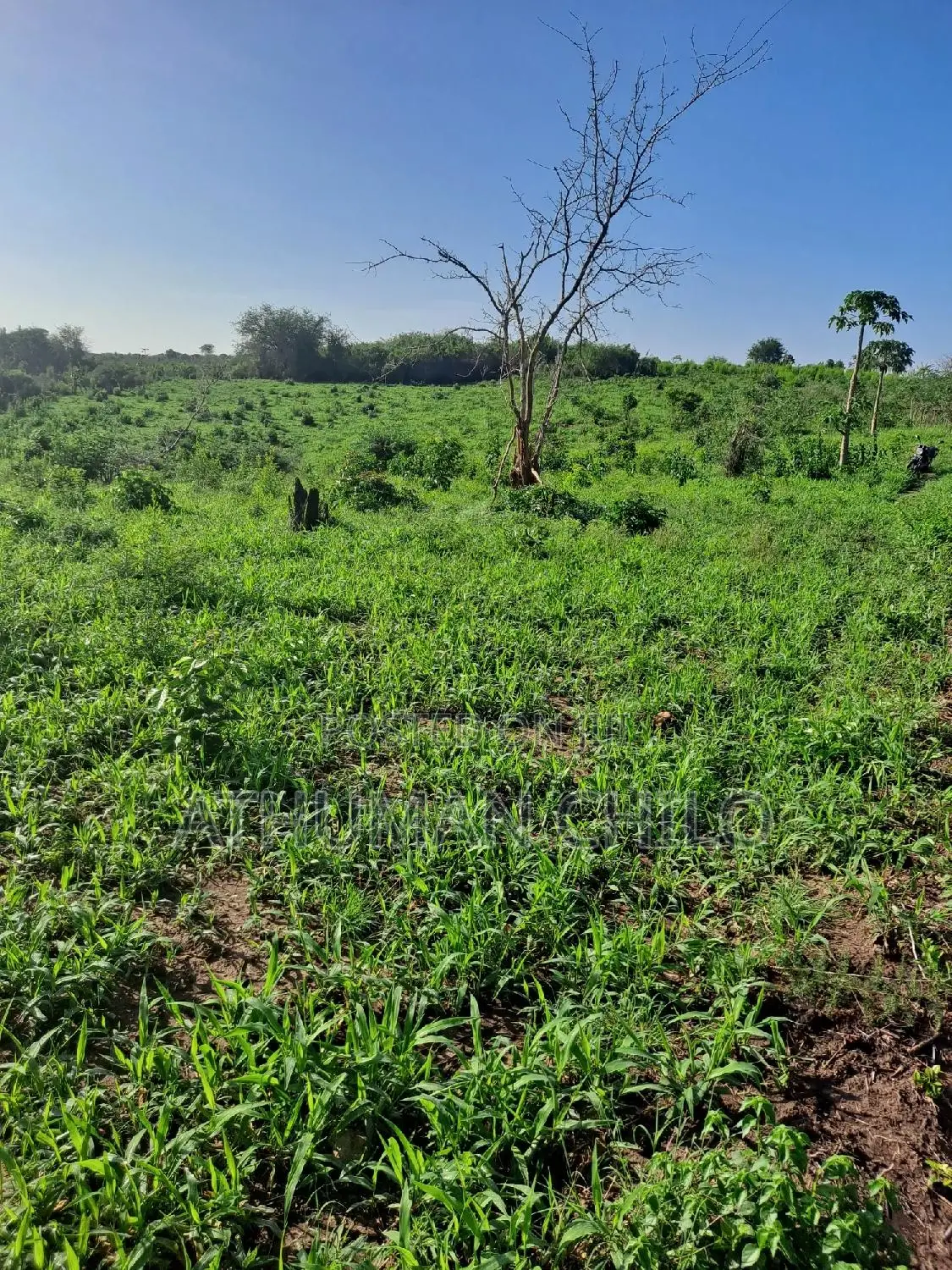 Shamba Linauzwa Kiwangwa Bagamoyo