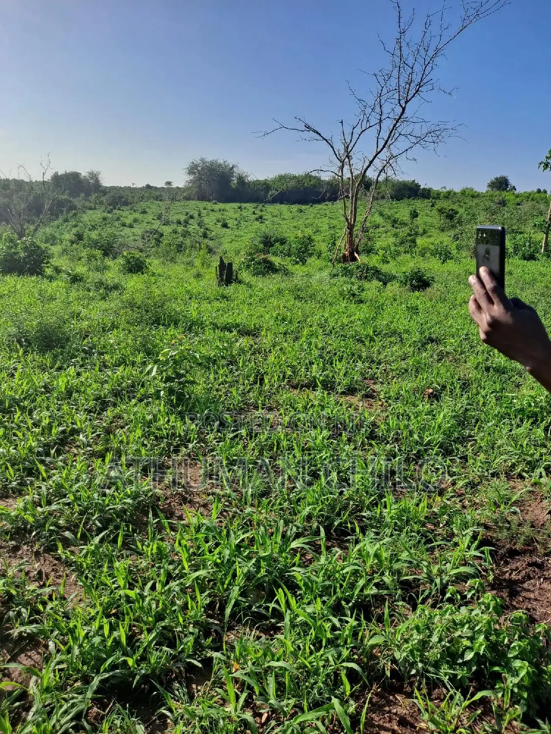 Shamba Linauzwa Kiwangwa Bagamoyo