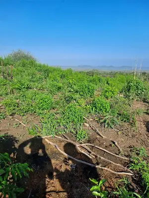 Shamba Linauzwa Kiwangwa Bagamoyo