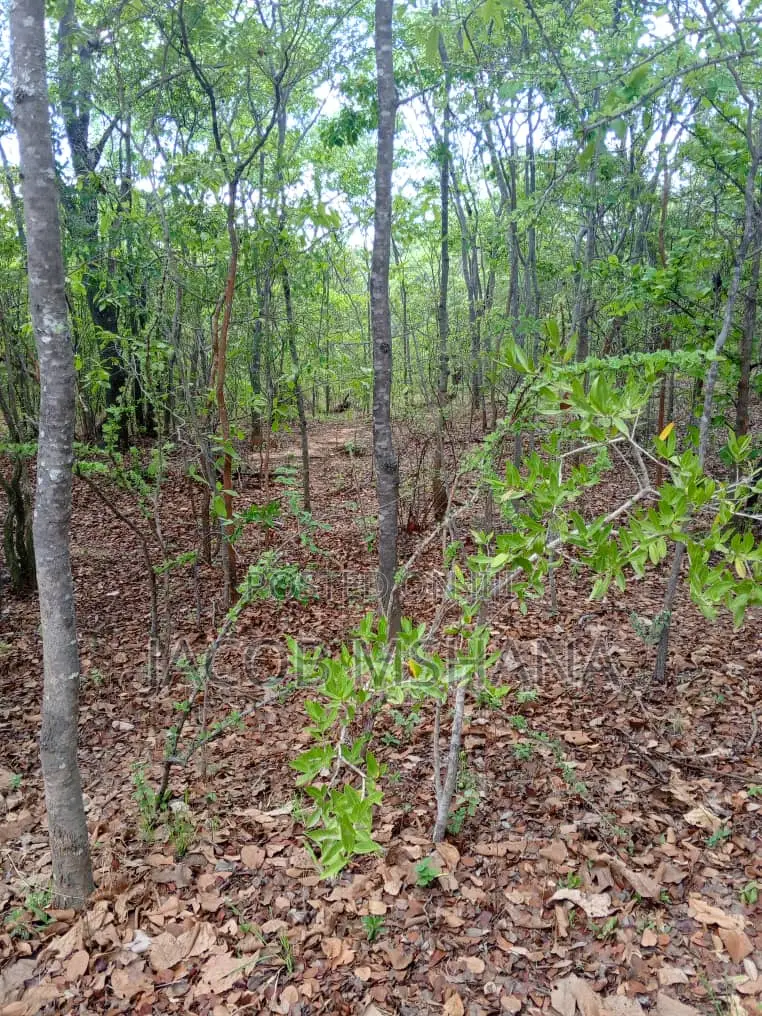 Shamba Kubwa Linauzwa
