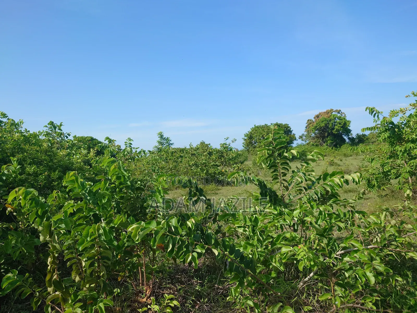 Kiwanja Kinauzwa Bagamoyo